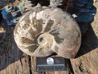 Polished Large Red Ammolite Cleoniceras Opalized Ammonite Fossil x 1 From Tulear, Madagascar