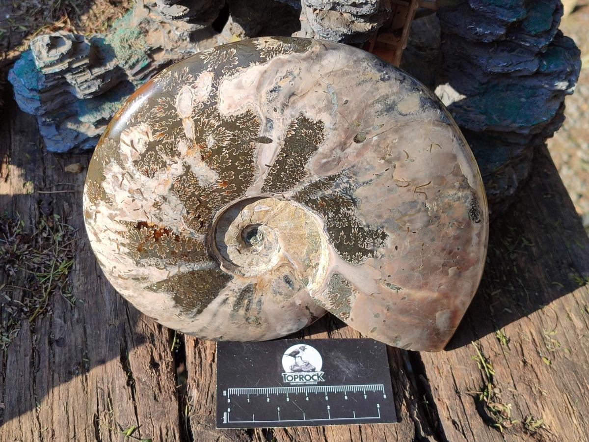Polished Large Red Ammolite Cleoniceras Opalized Ammonite Fossil x 1 From Tulear, Madagascar