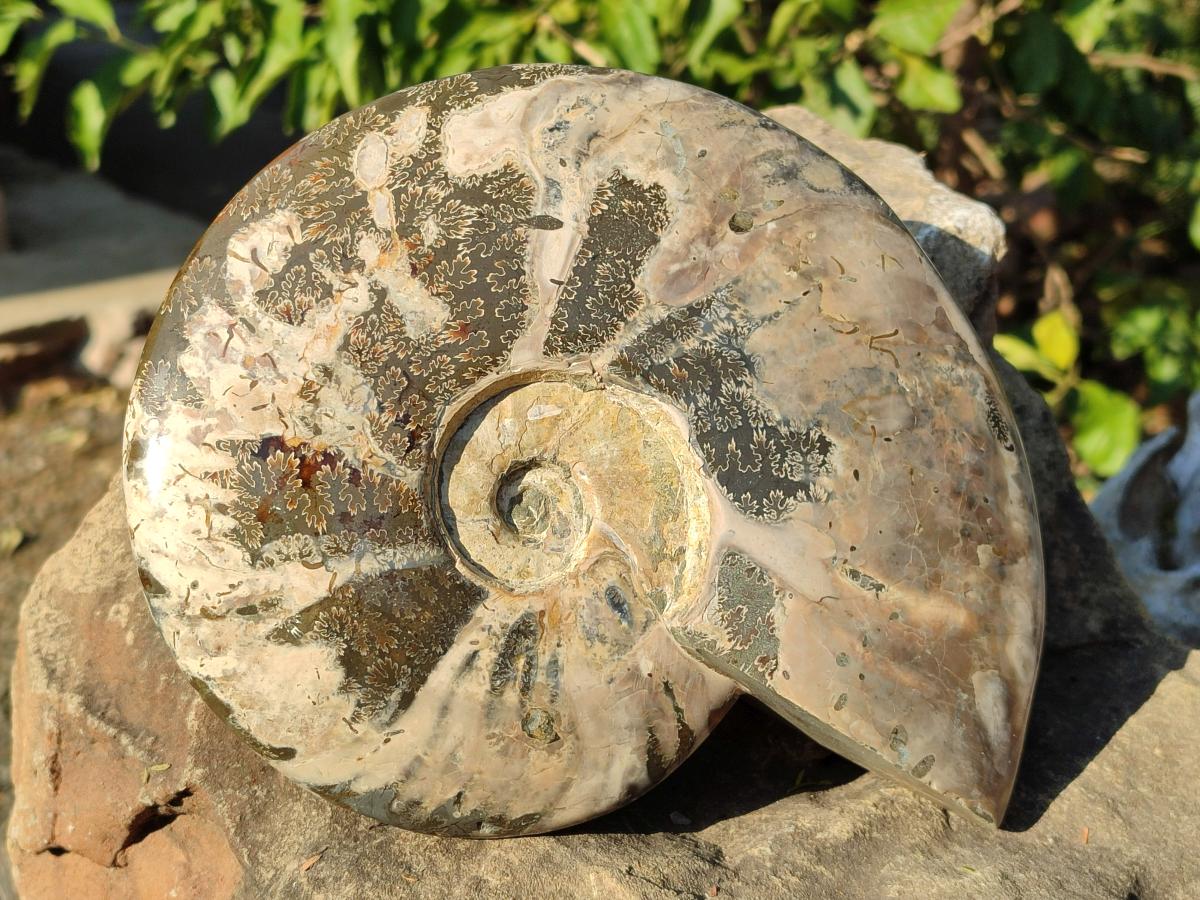Polished Large Red Ammolite Cleoniceras Opalized Ammonite Fossil x 1 From Tulear, Madagascar
