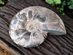 Polished Large Red Ammolite Cleoniceras Opalized Ammonite Fossil x 1 From Tulear, Madagascar