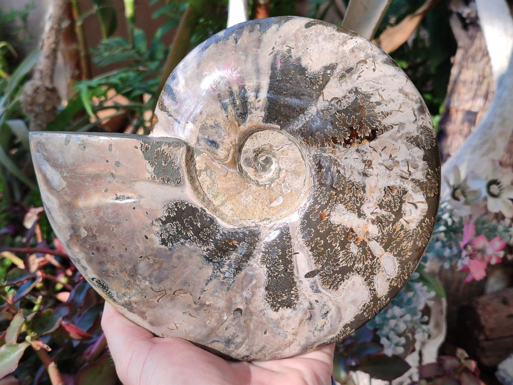 Polished Large Red Ammolite Cleoniceras Opalized Ammonite Fossil x 1 From Tulear, Madagascar