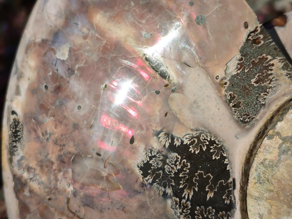 Polished Large Red Ammolite Cleoniceras Opalized Ammonite Fossil x 1 From Tulear, Madagascar