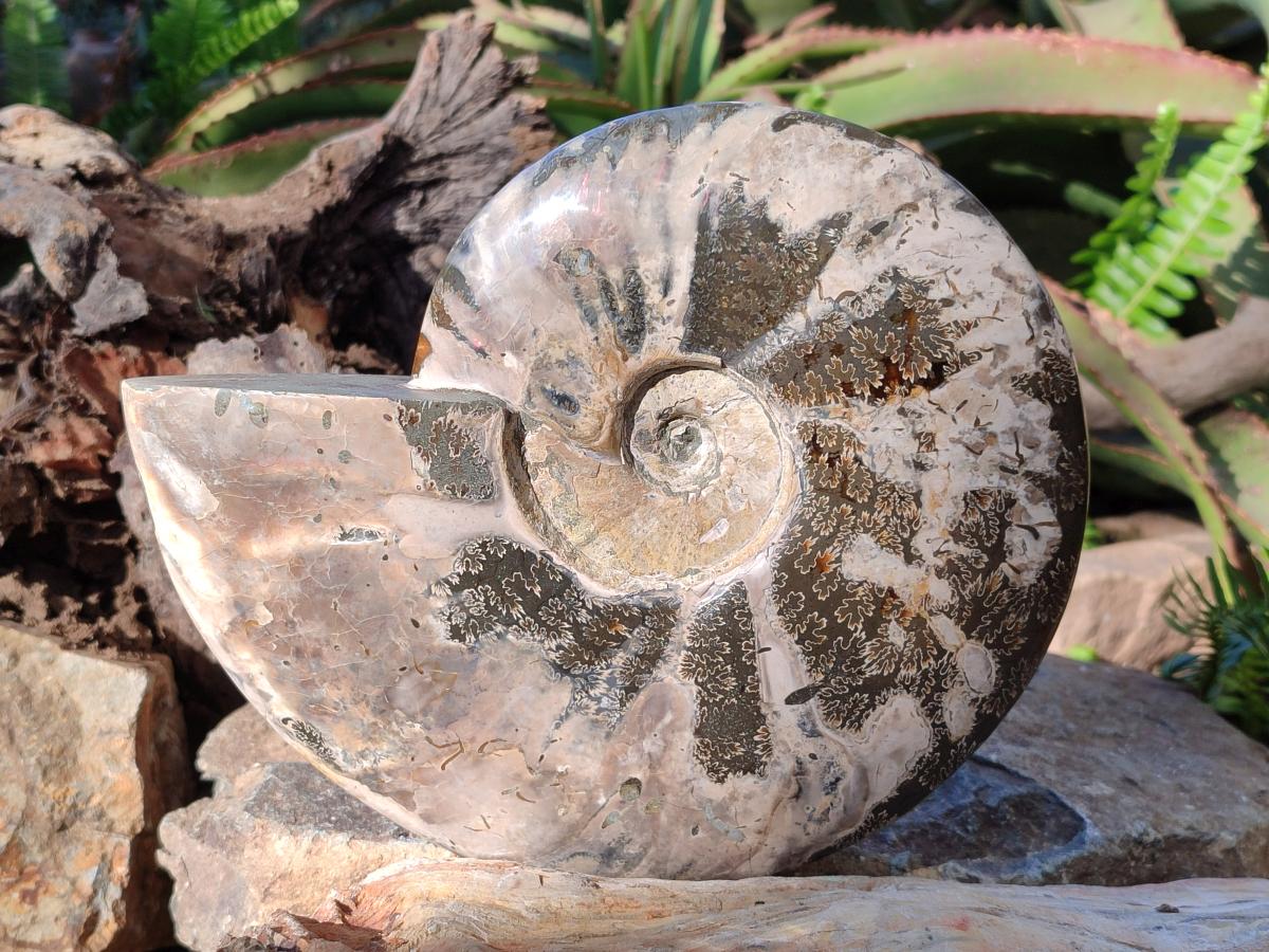 Polished Large Red Ammolite Cleoniceras Opalized Ammonite Fossil x 1 From Tulear, Madagascar