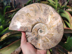 Polished Large Red Ammolite Cleoniceras Opalized Ammonite Fossil x 1 From Tulear, Madagascar