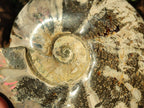 Polished Large Red Ammolite Cleoniceras Opalized Ammonite Fossil x 1 From Tulear, Madagascar