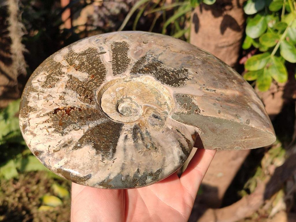 Polished Large Red Ammolite Cleoniceras Opalized Ammonite Fossil x 1 From Tulear, Madagascar