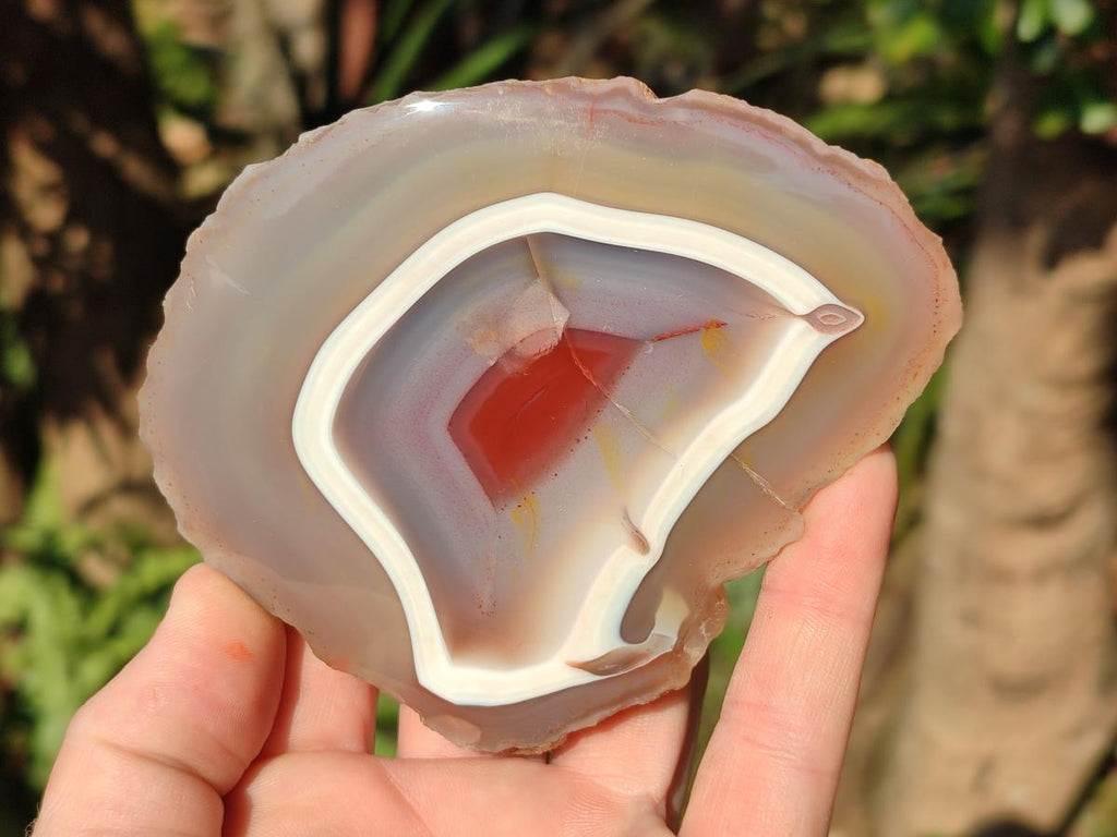 Polished One Side Red Shashe River Agate Nodules x 6 From Shashe River, Zimbabwe