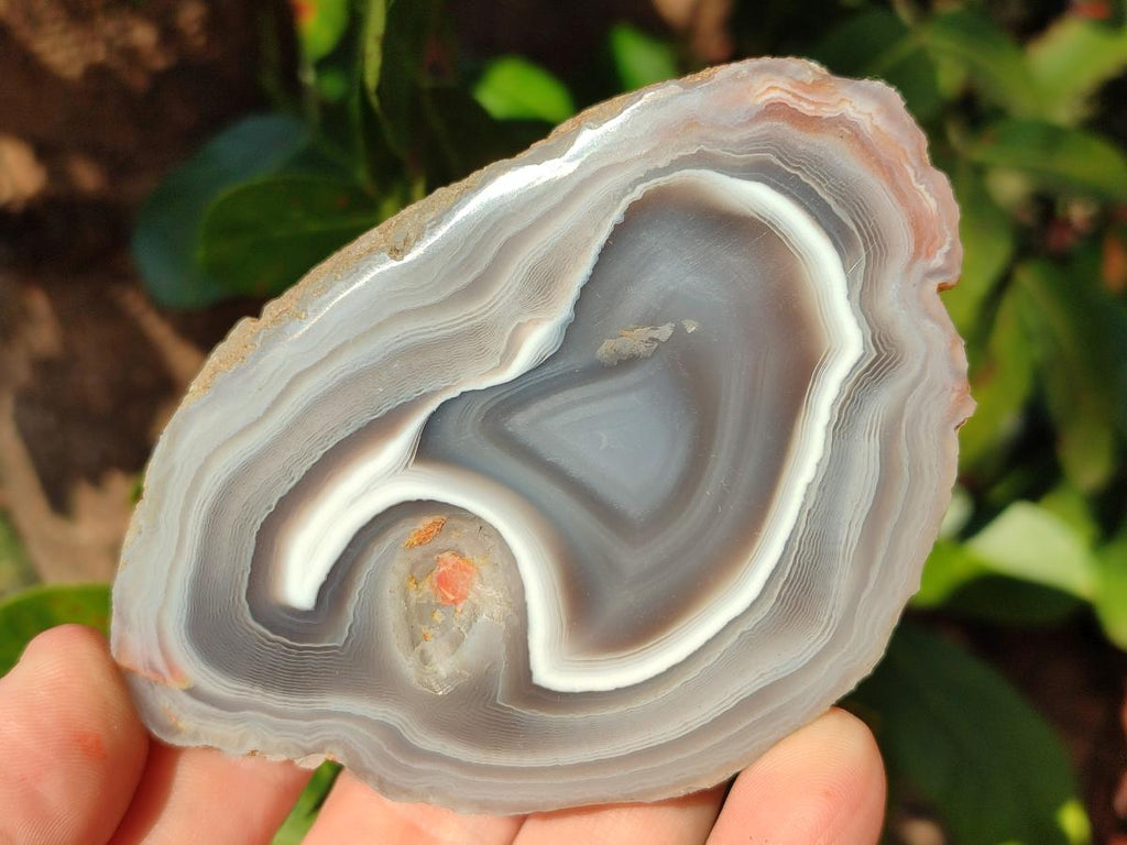 Polished One Side Red Shashe River Agate Nodules x 6 From Shashe River, Zimbabwe