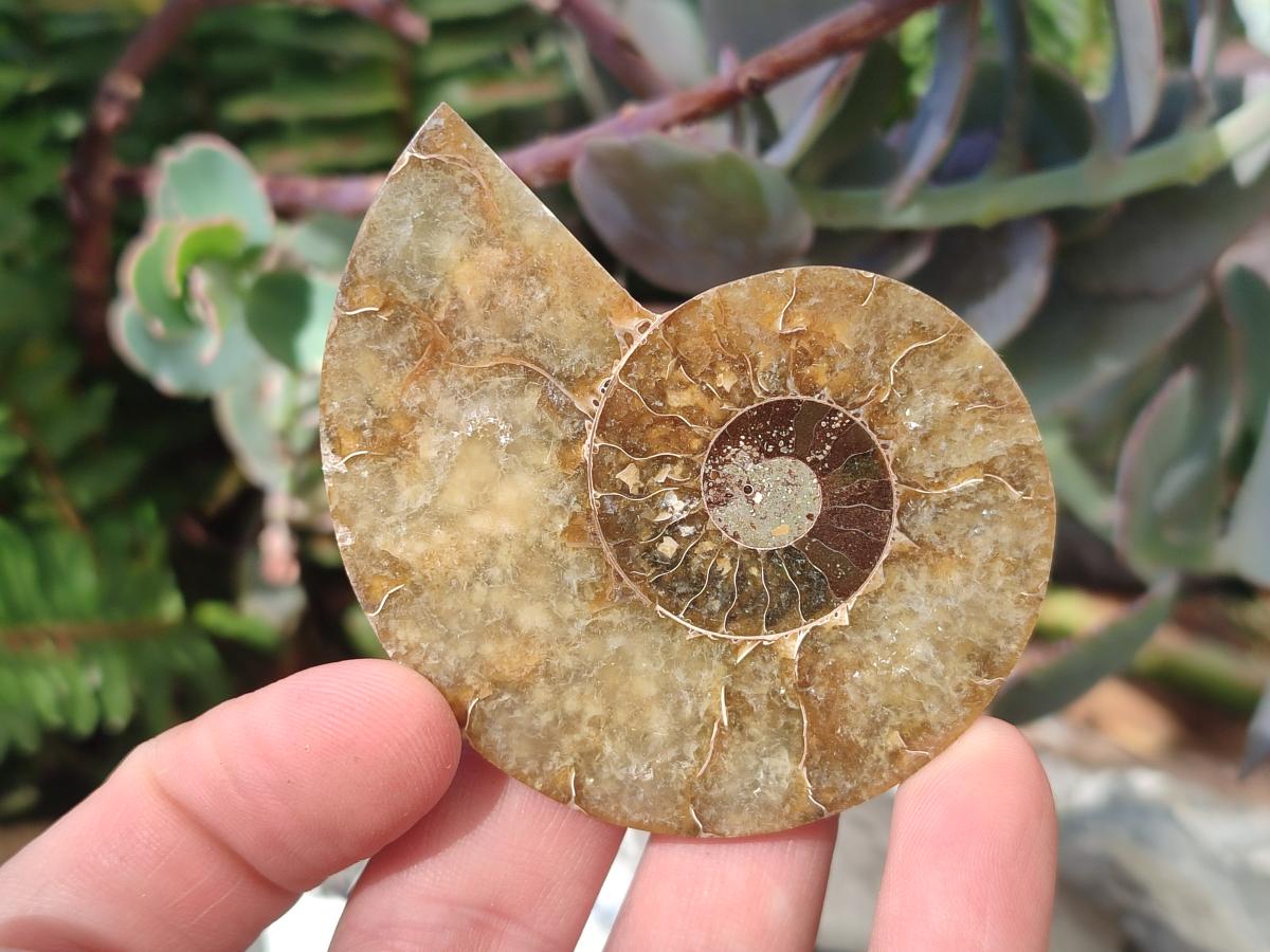 Polished Cleoniceras Ammonite Fossil Pairs x 12 From Tulear, Madagascar