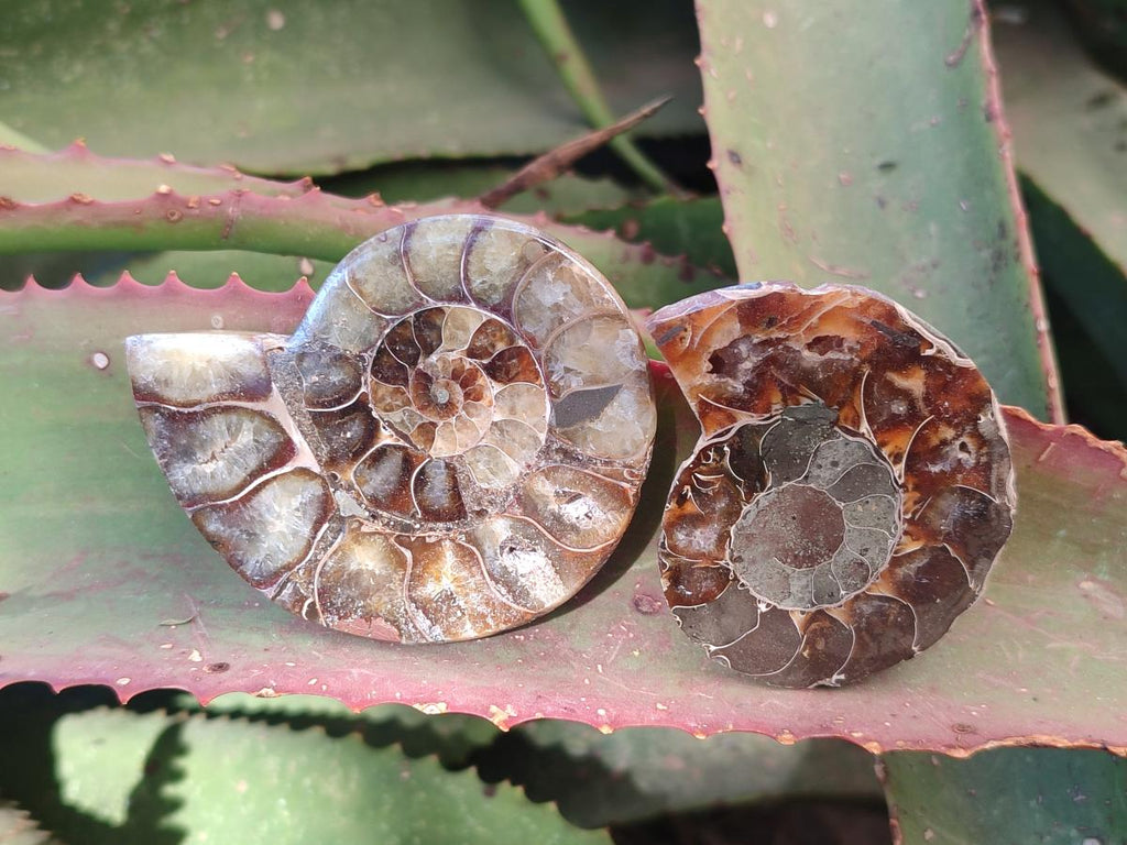 Polished Cleoniceras Ammonite Fossil Pairs x 12 From Tulear, Madagascar