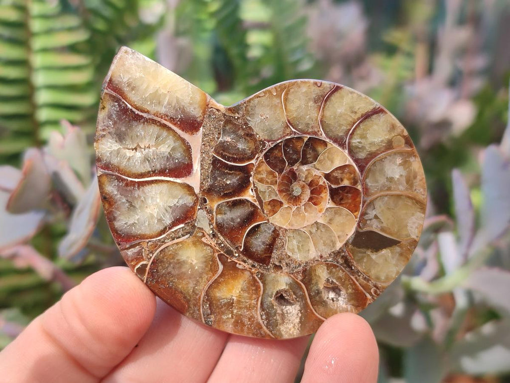 Polished Cleoniceras Ammonite Fossil Pairs x 12 From Tulear, Madagascar