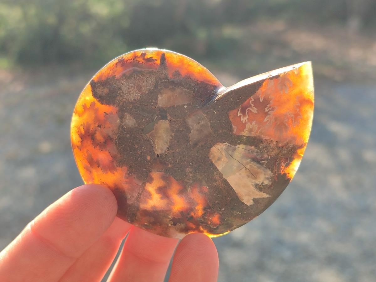 Polished Cleoniceras Ammonite Fossil Pairs x 12 From Tulear, Madagascar