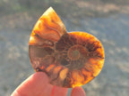 Polished Cleoniceras Ammonite Fossil Pairs x 12 From Tulear, Madagascar
