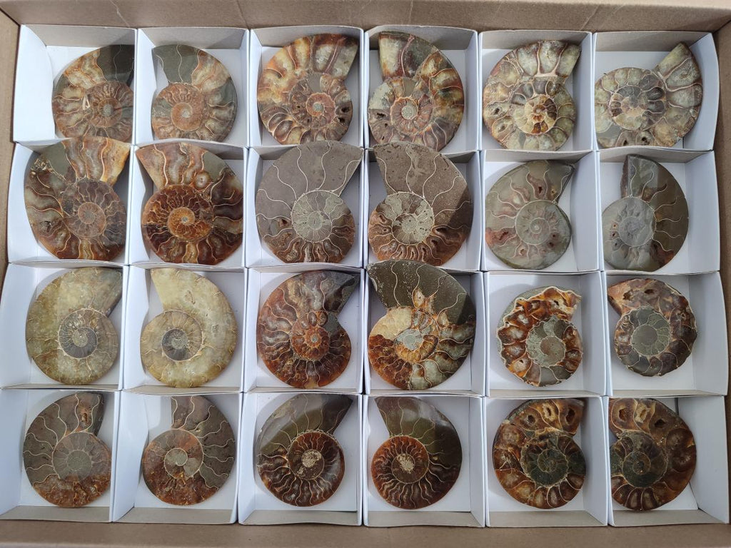 Polished Cleoniceras Ammonite Fossil Pairs x 12 From Tulear, Madagascar