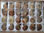 Polished Cleoniceras Ammonite Fossil Pairs x 12 From Tulear, Madagascar
