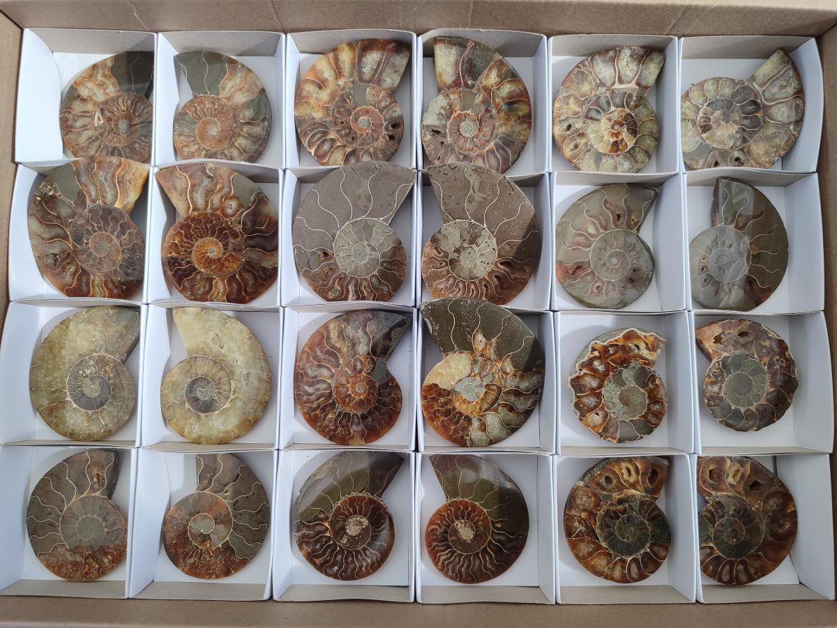 Polished Cleoniceras Ammonite Fossil Pairs x 12 From Tulear, Madagascar