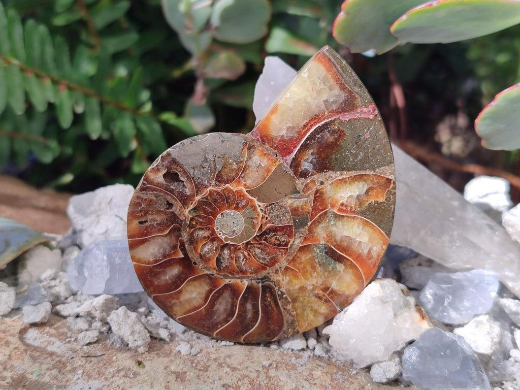 Polished Cleoniceras Ammonite Fossil Pairs x 12 From Tulear, Madagascar