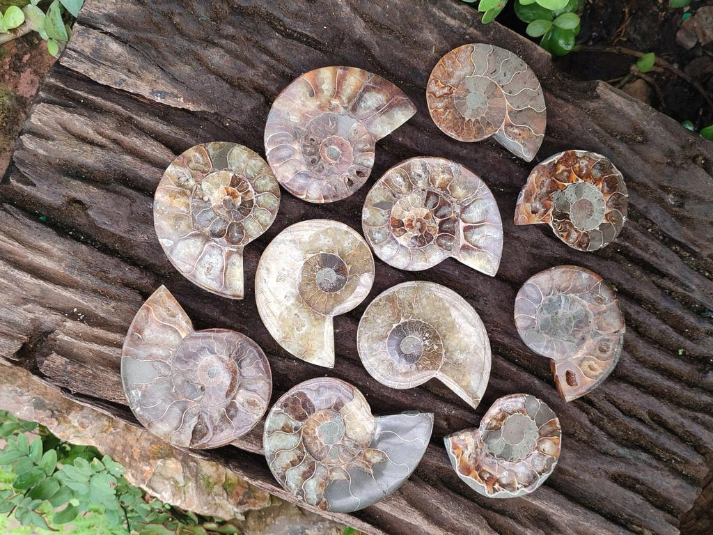 Polished Cleoniceras Ammonite Fossil Pairs x 12 From Tulear, Madagascar