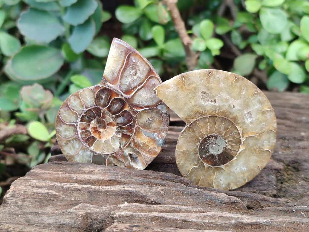 Polished Cleoniceras Ammonite Fossil Pairs x 12 From Tulear, Madagascar