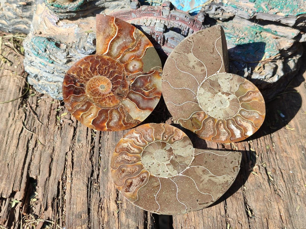 Polished Cleoniceras Ammonite Fossil Pairs x 12 From Tulear, Madagascar