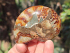 Polished Cleoniceras Ammonite Fossil Pairs x 12 From Tulear, Madagascar