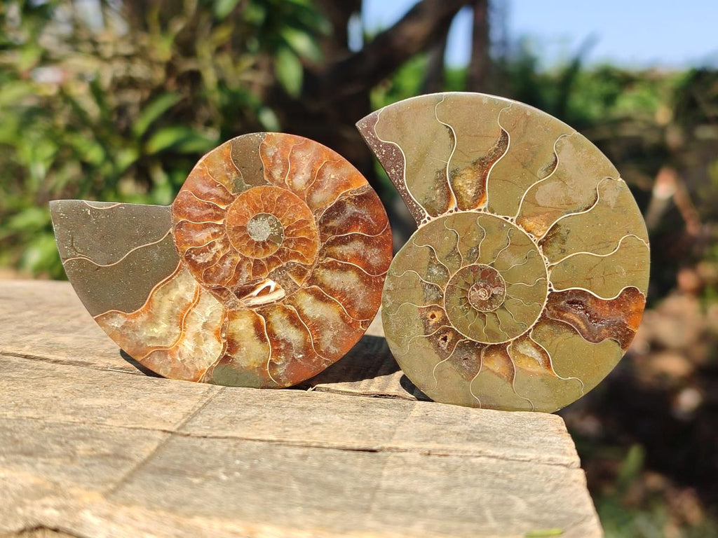 Polished Cleoniceras Ammonite Fossil Pairs x 12 From Tulear, Madagascar