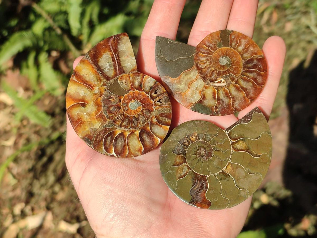 Polished Cleoniceras Ammonite Fossil Pairs x 12 From Tulear, Madagascar