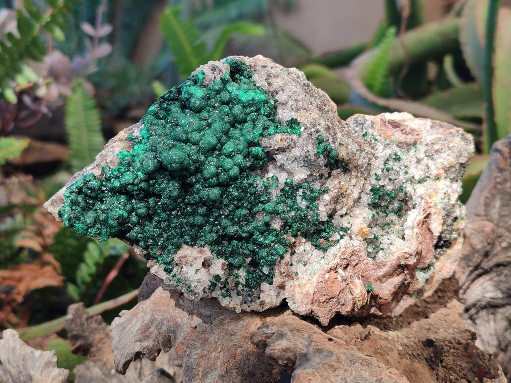 Natural Large Ball Malachite Specimen Coated with Drusy Quartz on Dolomite x 1 From Mindingi Mine, Congo