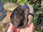 Polished and Natural Septerye Sauvage "Dragons Egg" Geodes x 2 From Mahajanga, Madagascar