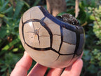 Polished and Natural Septerye Sauvage "Dragons Egg" Geodes x 2 From Mahajanga, Madagascar