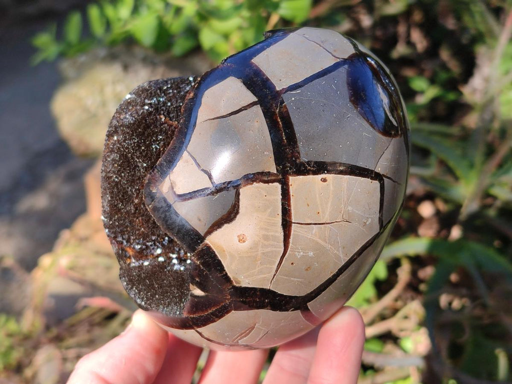 Polished and Natural Septerye Sauvage "Dragons Egg" Geodes x 2 From Mahajanga, Madagascar