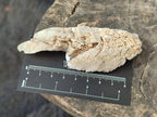 Natural Drusy Quartz Coated "Cock Spur" Calcite Crystals x 12 From Albert's Mountain, Lesotho