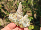 Natural Drusy Quartz Coated "Cock Spur" Calcite Crystals x 12 From Albert's Mountain, Lesotho