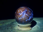 Polished Dadoxylon Petrified Wood Spheres x 3 From Gokwe, Zimbabwe