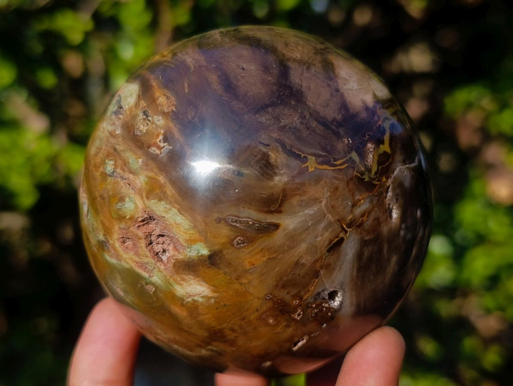 Polished Dadoxylon Petrified Wood Spheres x 3 From Gokwe, Zimbabwe