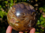 Polished Dadoxylon Petrified Wood Spheres x 3 From Gokwe, Zimbabwe