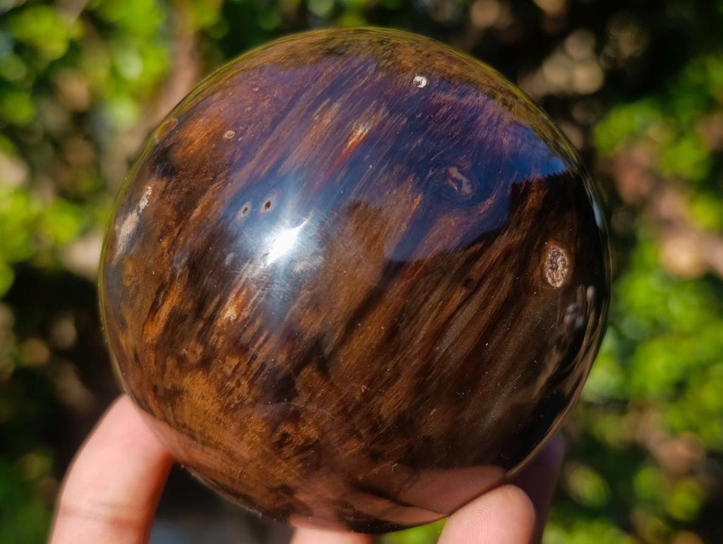 Polished Dadoxylon Petrified Wood Spheres x 3 From Gokwe, Zimbabwe