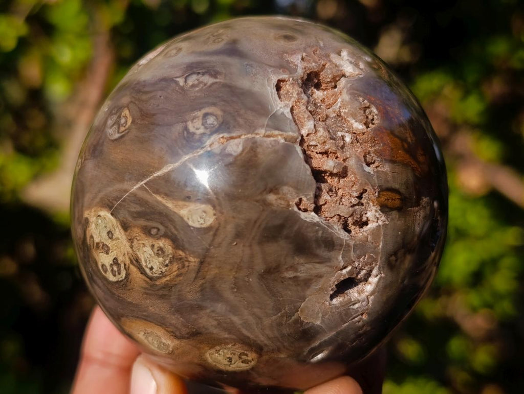 Polished Dadoxylon Petrified Wood Spheres x 3 From Gokwe, Zimbabwe