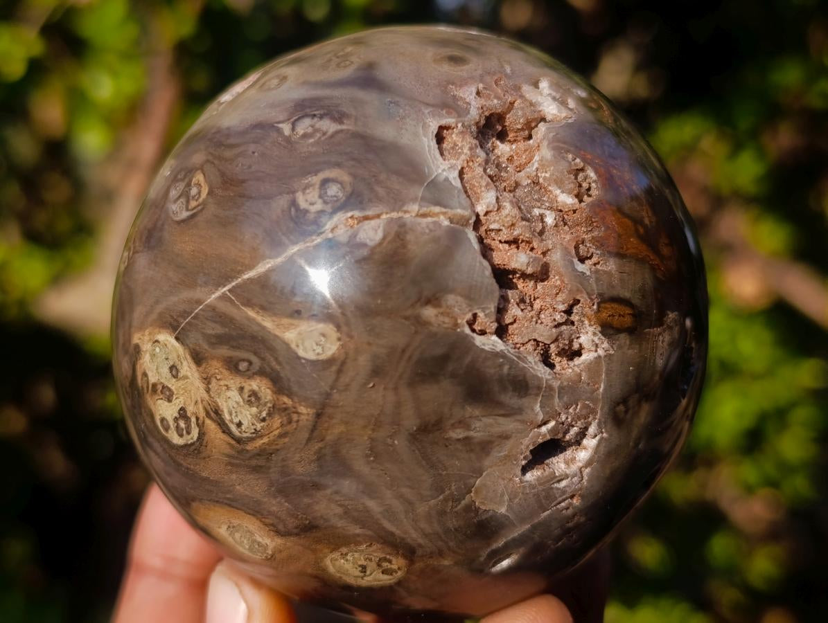 Polished Dadoxylon Petrified Wood Spheres x 3 From Gokwe, Zimbabwe