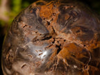 Polished Dadoxylon Petrified Wood Spheres x 3 From Gokwe, Zimbabwe