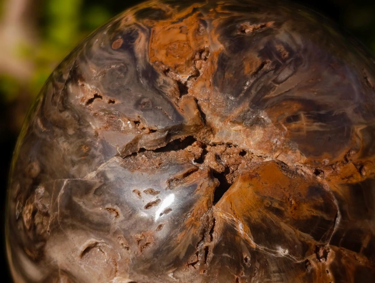 Polished Dadoxylon Petrified Wood Spheres x 3 From Gokwe, Zimbabwe