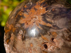 Polished Dadoxylon Petrified Wood Spheres x 3 From Gokwe, Zimbabwe