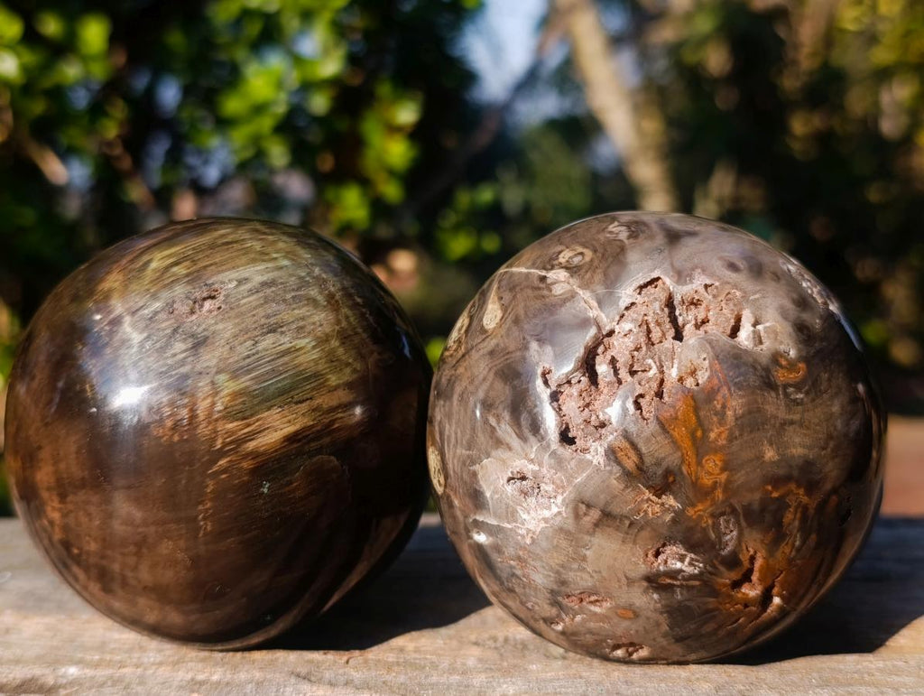 Polished Dadoxylon Petrified Wood Spheres x 3 From Gokwe, Zimbabwe