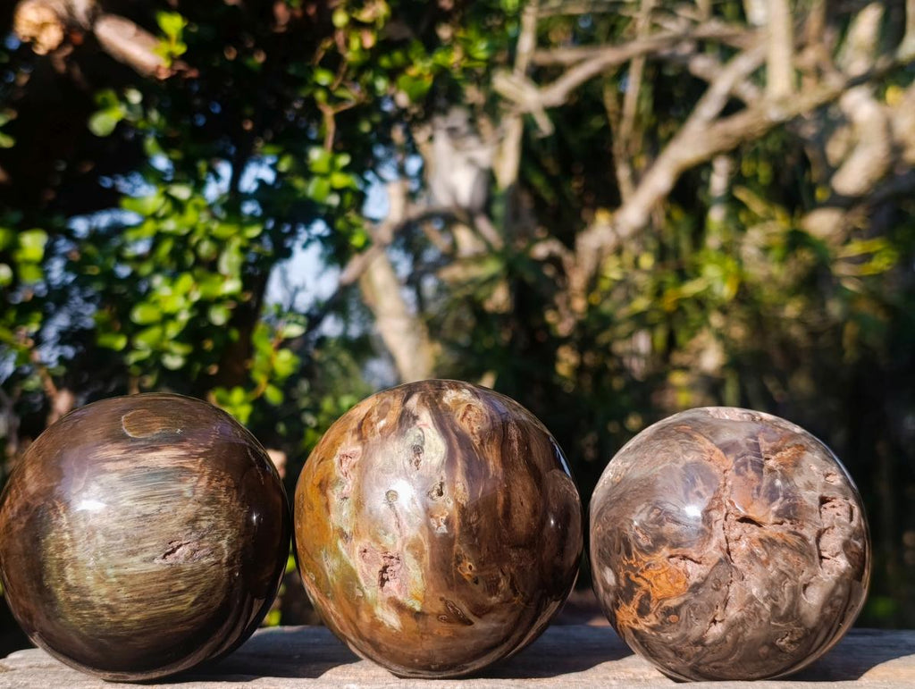 Polished Dadoxylon Petrified Wood Spheres x 3 From Gokwe, Zimbabwe