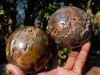 Polished Dadoxylon Petrified Wood Spheres x 3 From Gokwe, Zimbabwe
