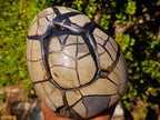 Polished and Natural Large Septerye Sauvage "Dragons Egg" Standing Display Piece x 1 From Mahajanga, Madagascar