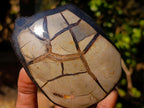 Polished and Natural Large Septerye Sauvage "Dragons Egg" Standing Display Piece x 1 From Mahajanga, Madagascar
