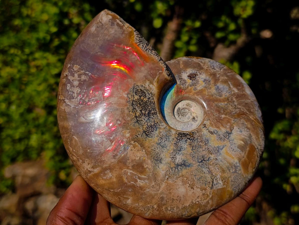 Polished Whole Red Cleoniceras Ammonite Fossils x 2 From Tulear, Madagascar