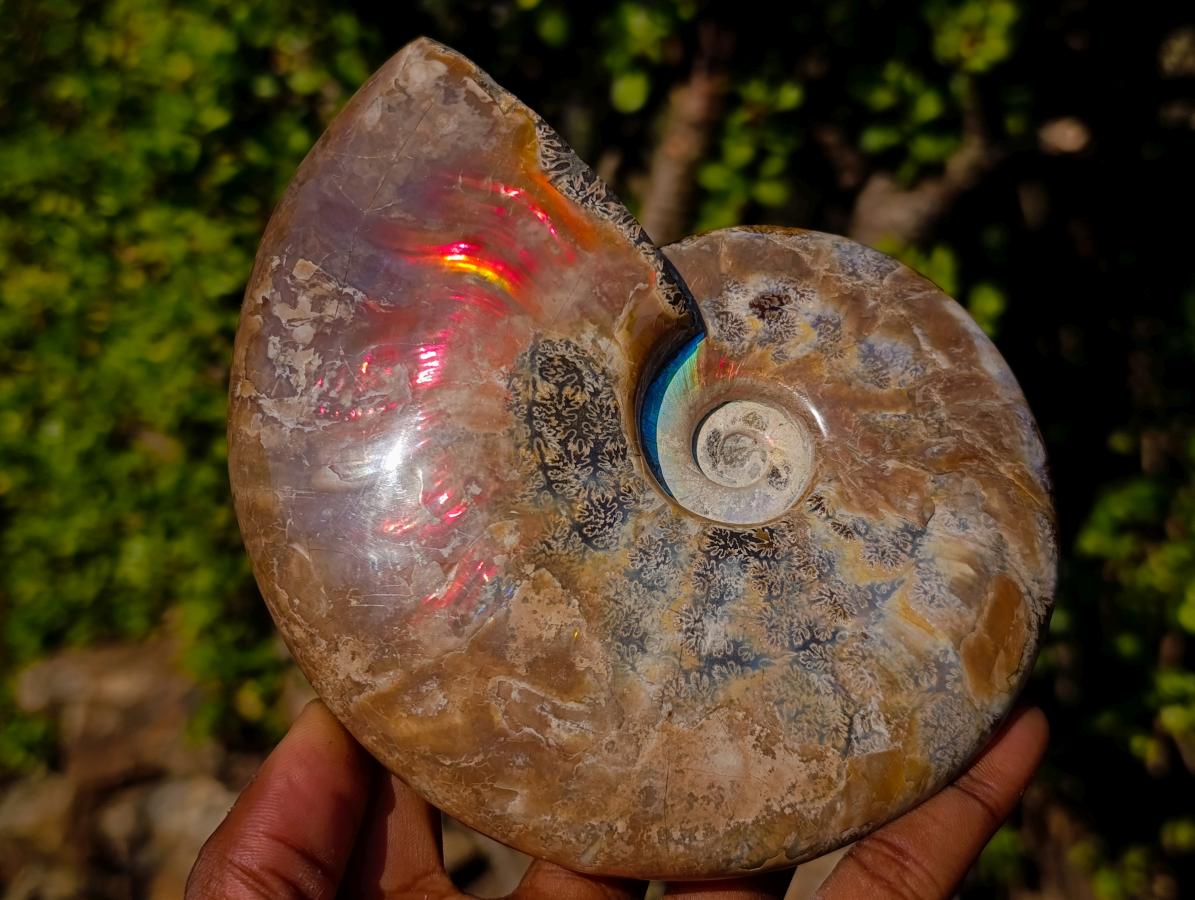 Polished Whole Red Cleoniceras Ammonite Fossils x 2 From Tulear, Madagascar