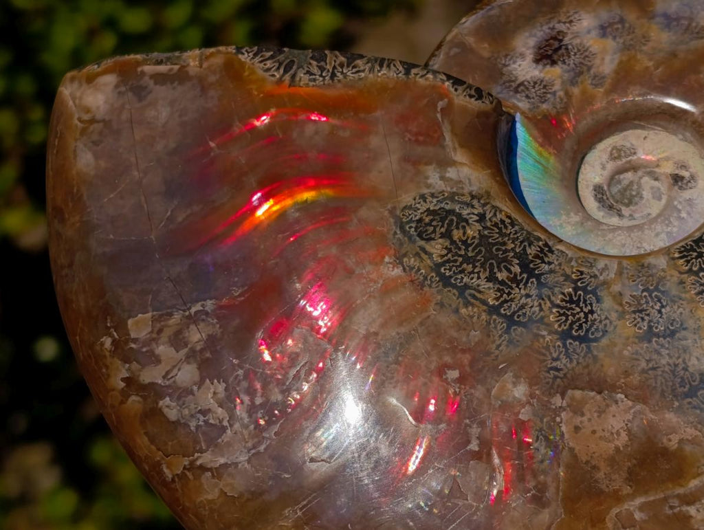 Polished Whole Red Cleoniceras Ammonite Fossils x 2 From Tulear, Madagascar